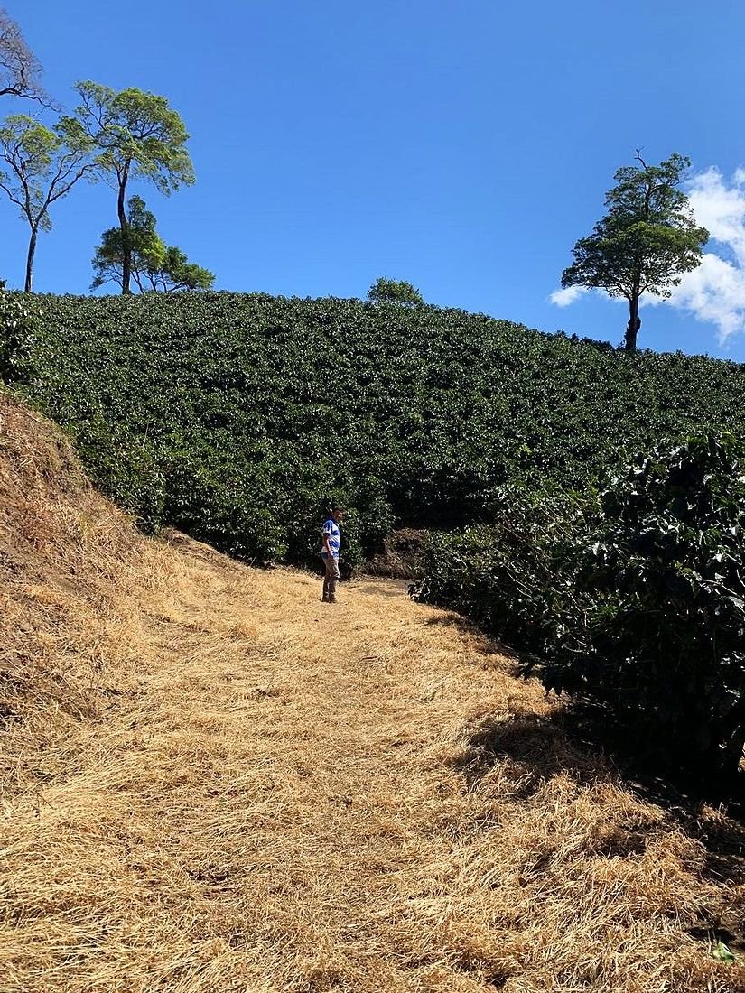 Villa Alba coffee farm hillside in San Isidro de Heredia Costa Rica