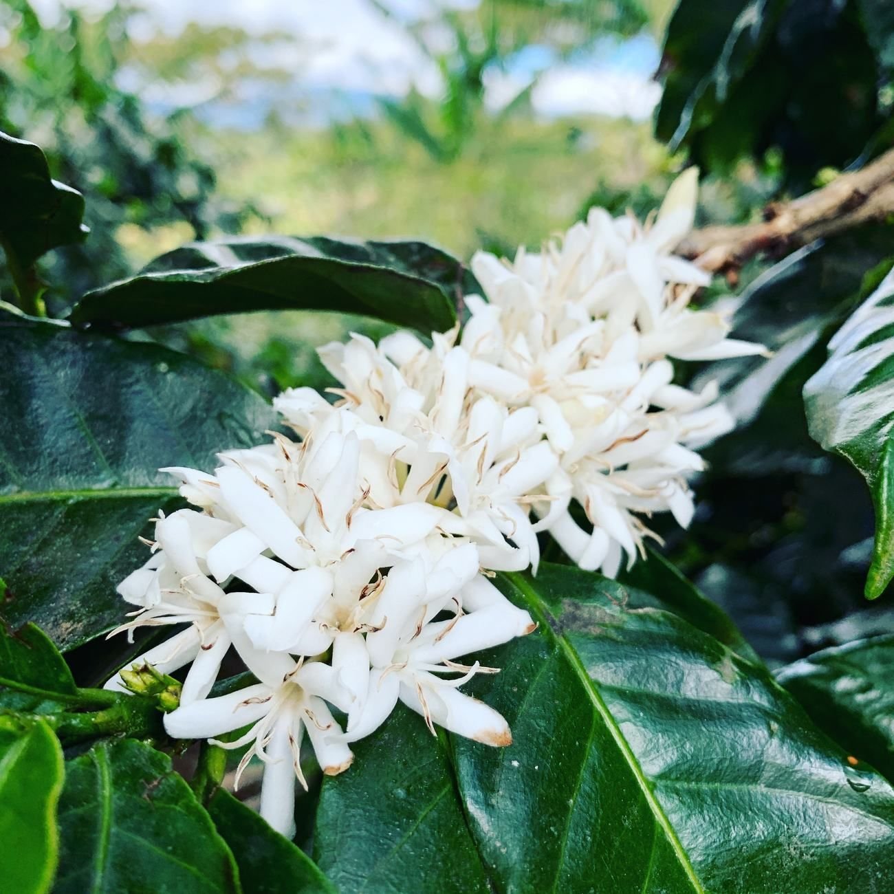 Flores blancas de cafe arabica en flor, Costa Rica